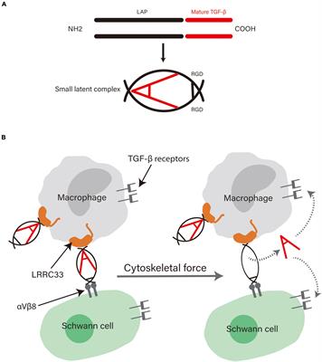 Role of Transforming Growth Factor Beta in Peripheral Nerve Regeneration: Cellular and Molecular Mechanisms